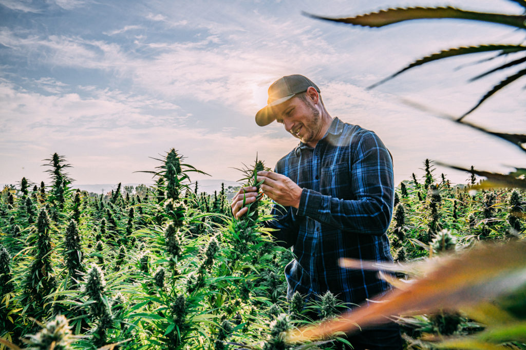 Herbal Cannabis Plants Being Checked